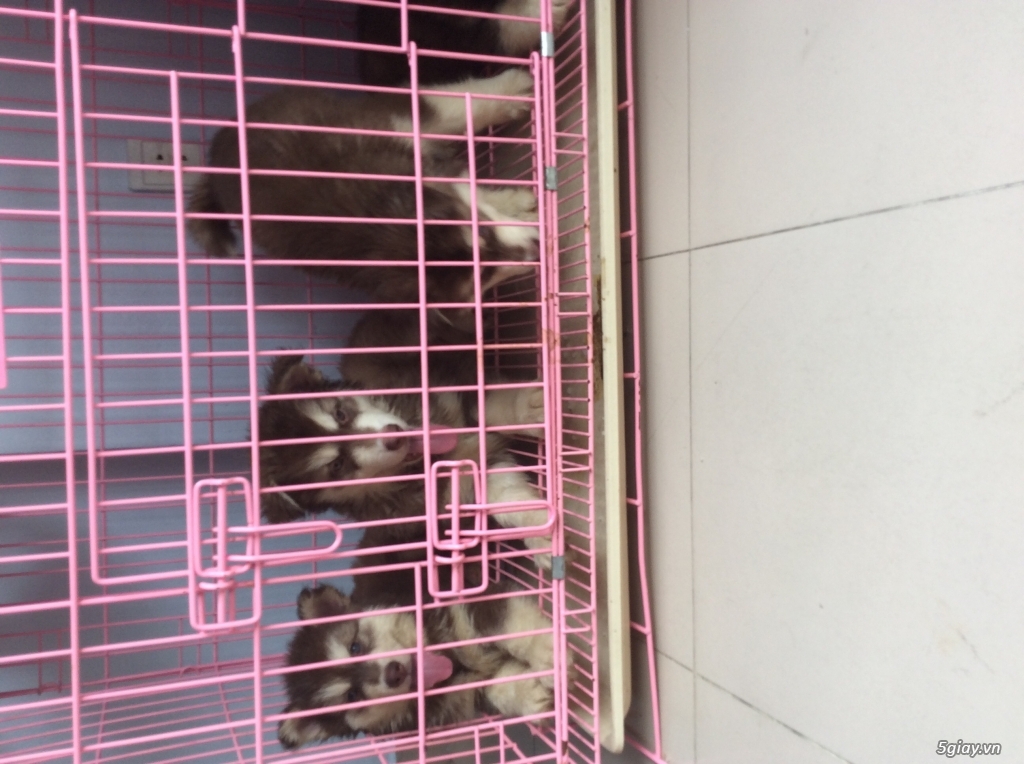 Alaska nâu đỏ 2 tháng tuổi xinh lung linh - 3