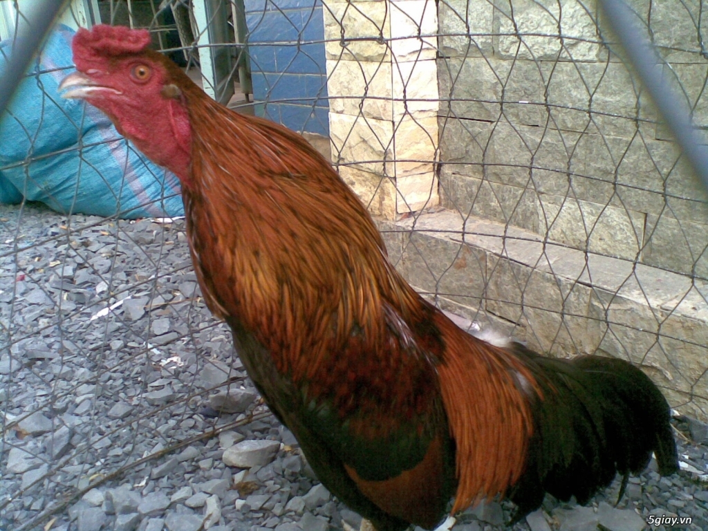 HCM- Tân Bình - Kẹt chuồng cần bán vài em gà