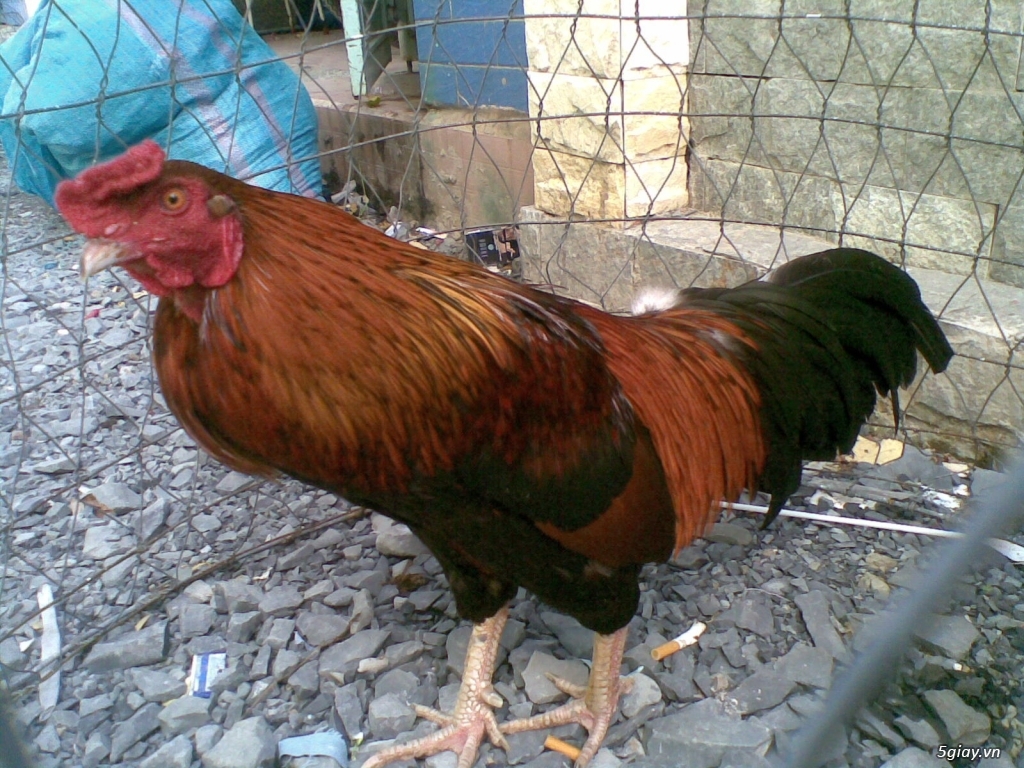 HCM- Tân Bình - Kẹt chuồng cần bán vài em gà - 2