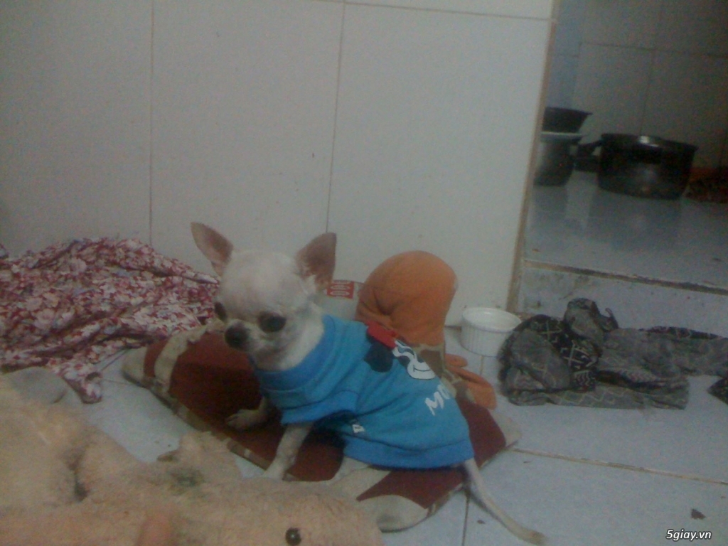 Chihuahua heo lùn đực 5 tháng tuổi