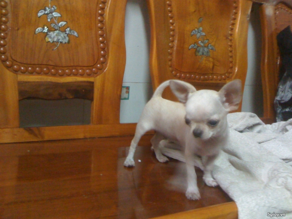 Chihuahua heo lùn đực 5 tháng tuổi - 4