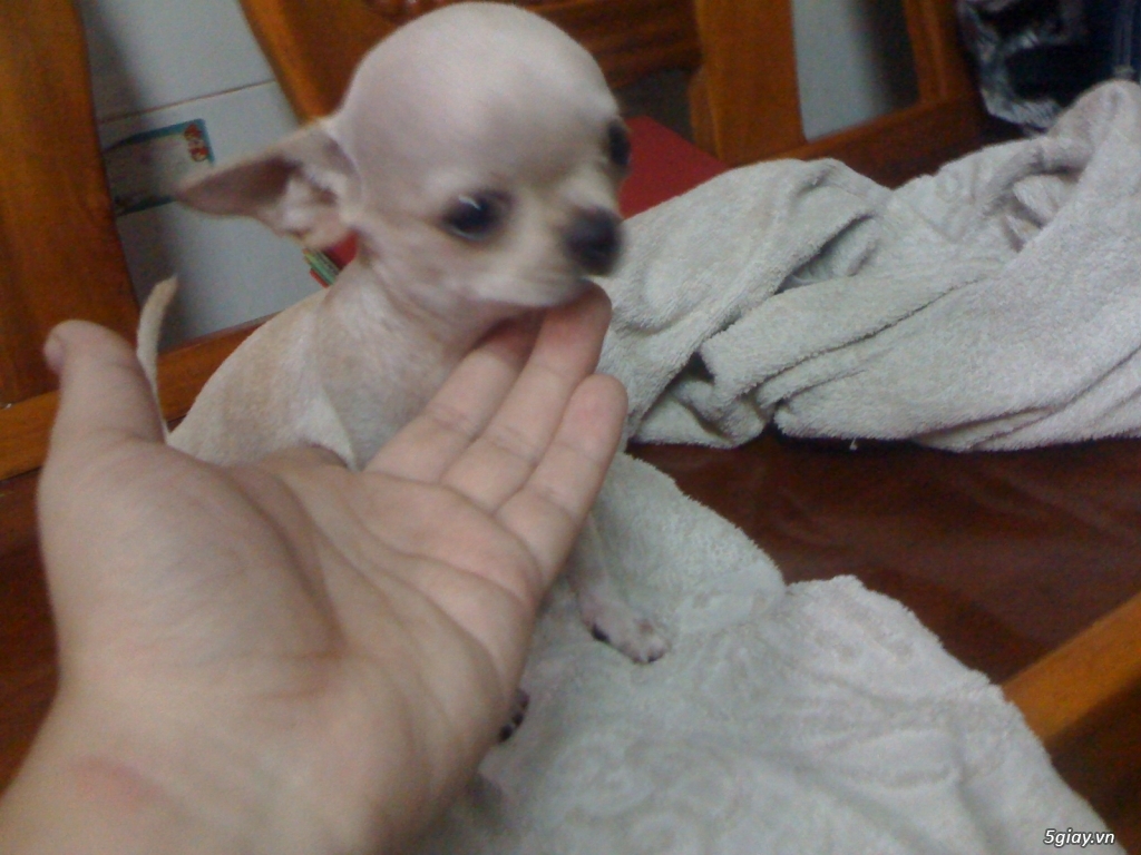 Chihuahua heo lùn đực 5 tháng tuổi - 5
