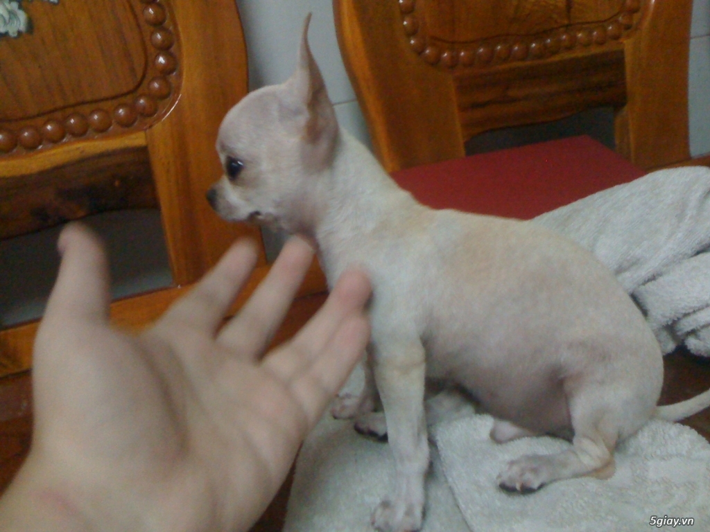 Chihuahua heo lùn đực 5 tháng tuổi - 3