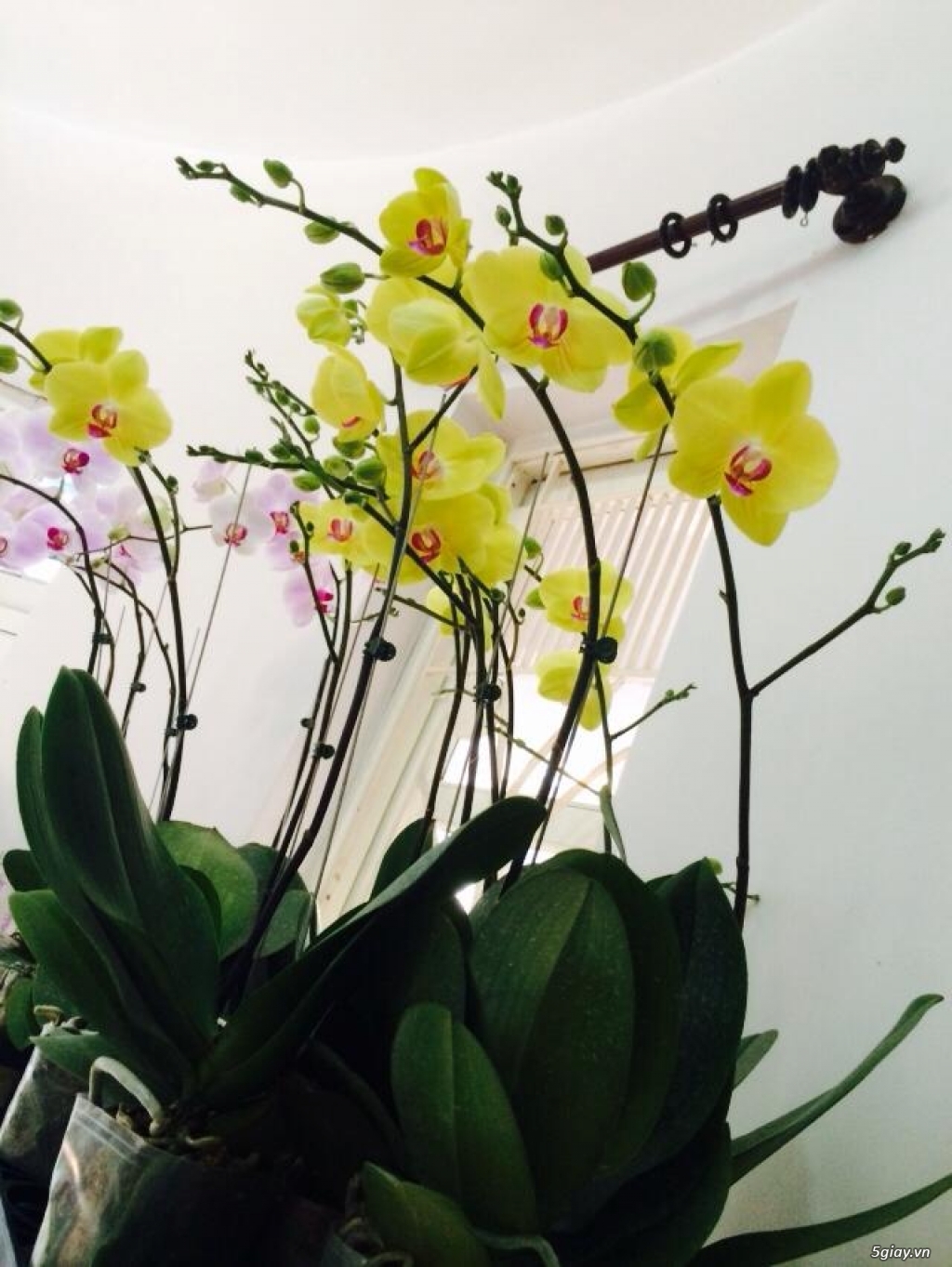 Lan Hồ Điệp - Lan Nghi orchid - 2