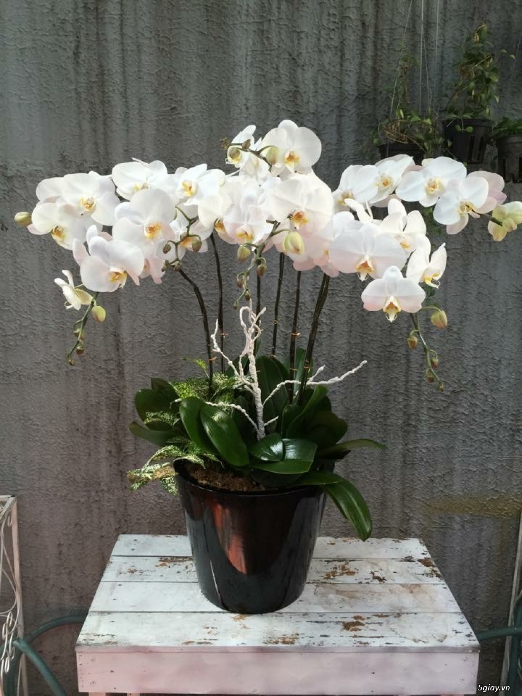 Lan Hồ Điệp - Lan Nghi orchid
