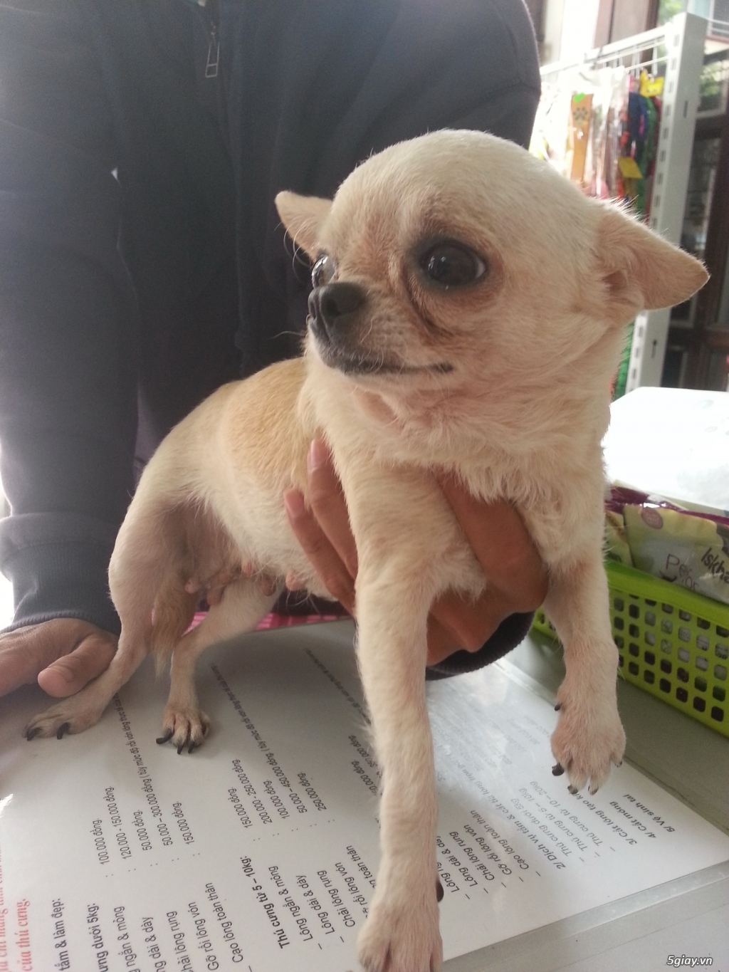 Tìm chủ mới cho 1 bé Chihuahua cái đẹp - 1
