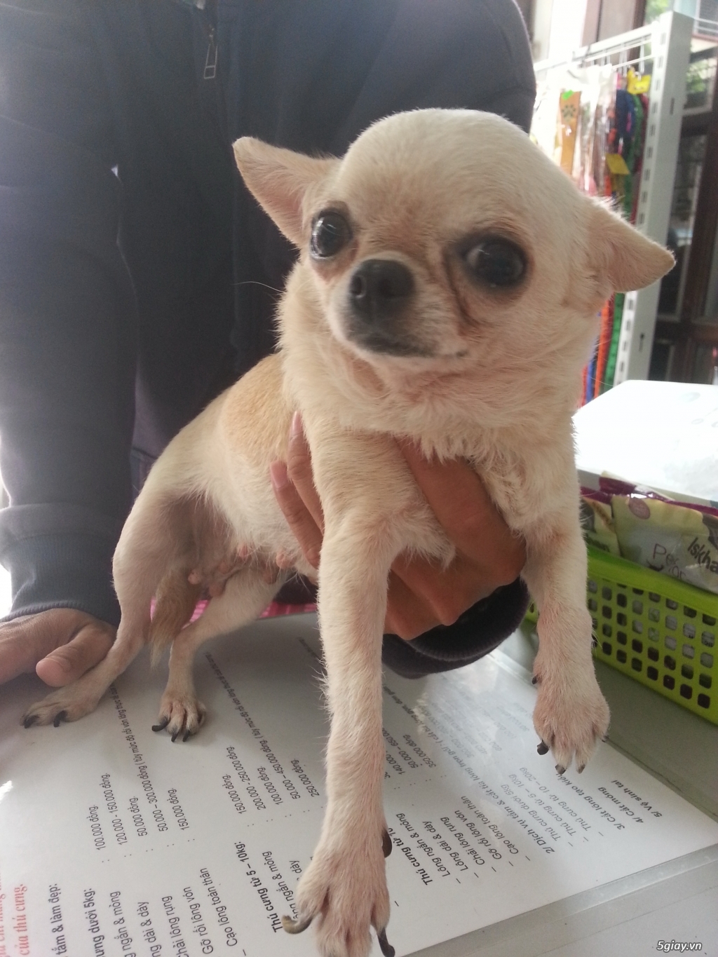 Tìm chủ mới cho 1 bé Chihuahua cái đẹp