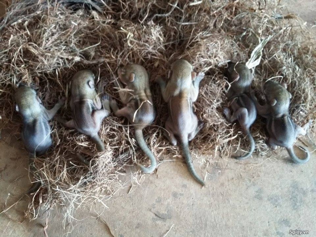 sóc đất con và sóc bông.bmt. - 1