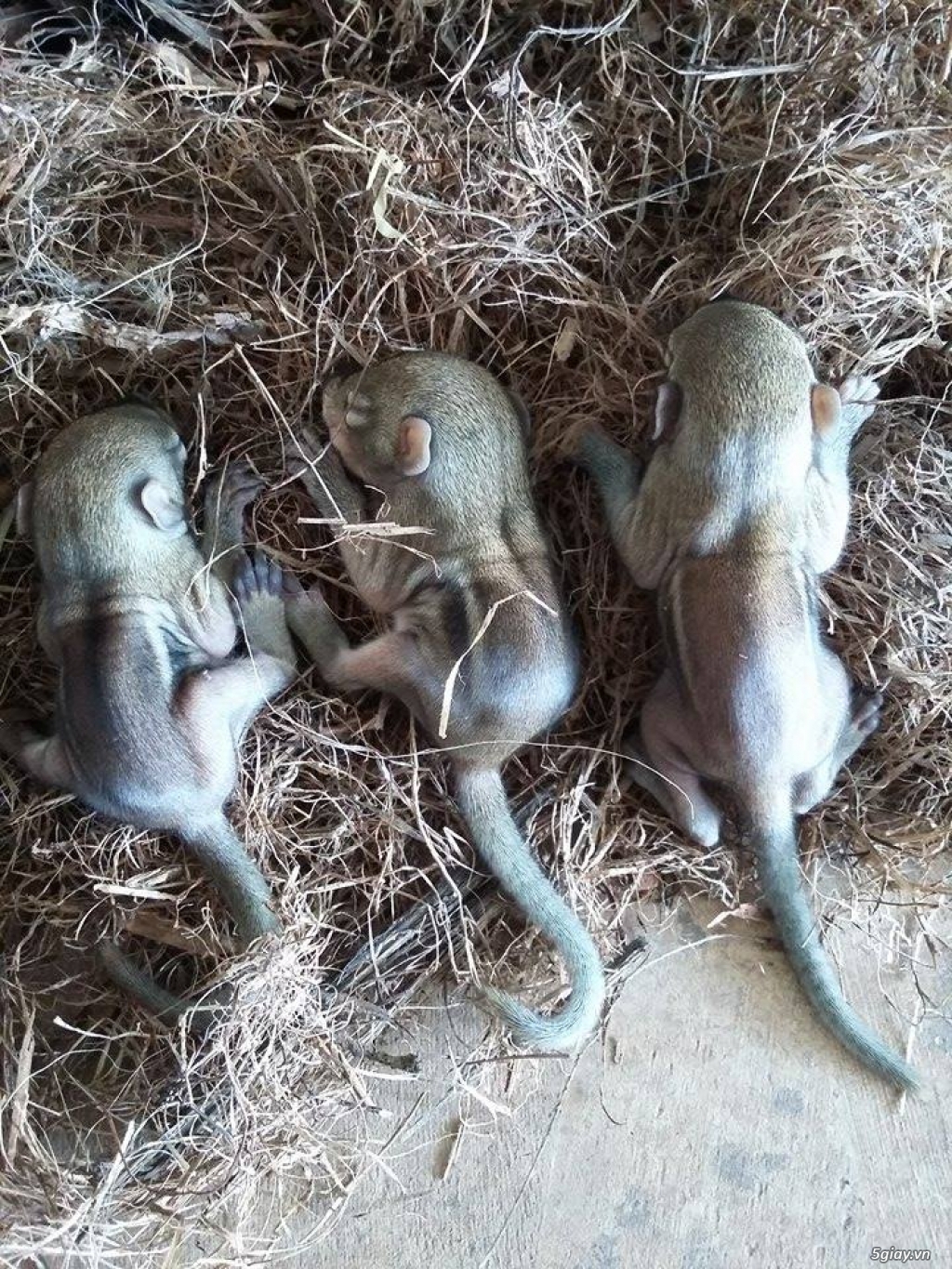 sóc đất con và sóc bông.bmt.