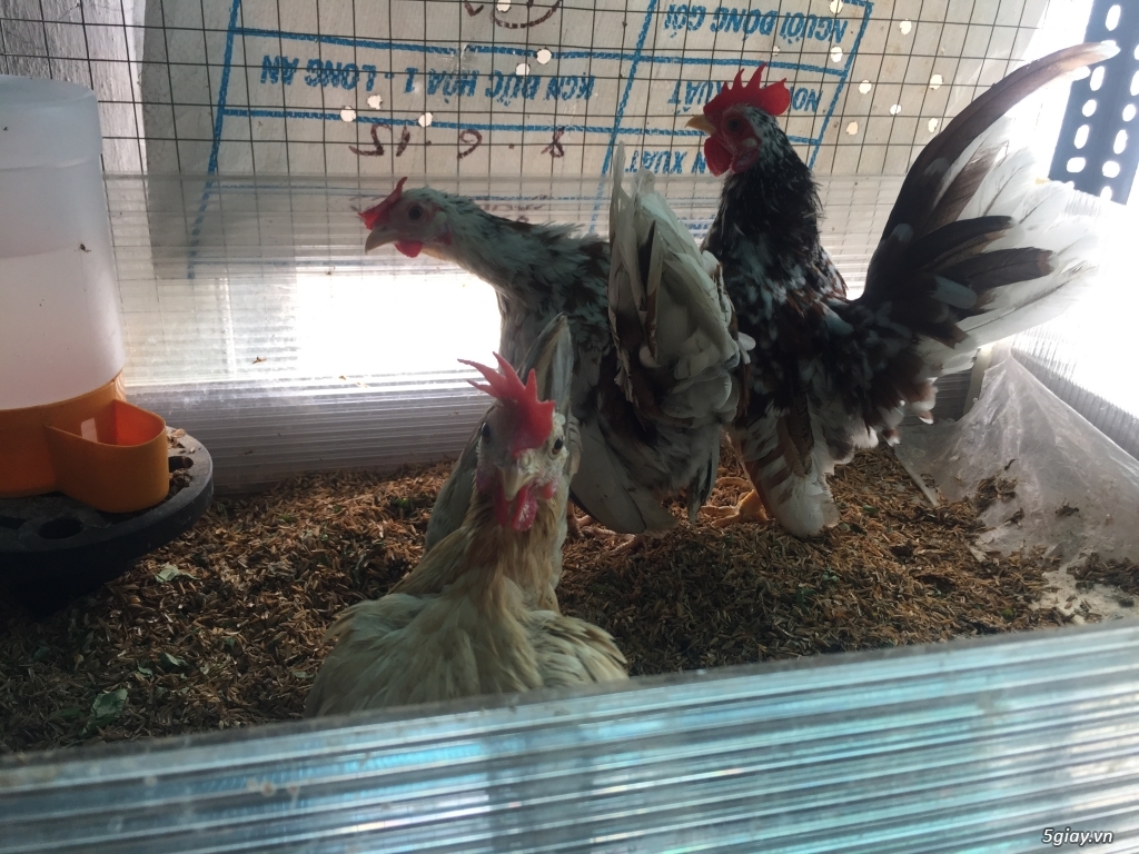 Bán gà Serama Class A, &  gà vảy cá giá sinh viên rẻ - 1