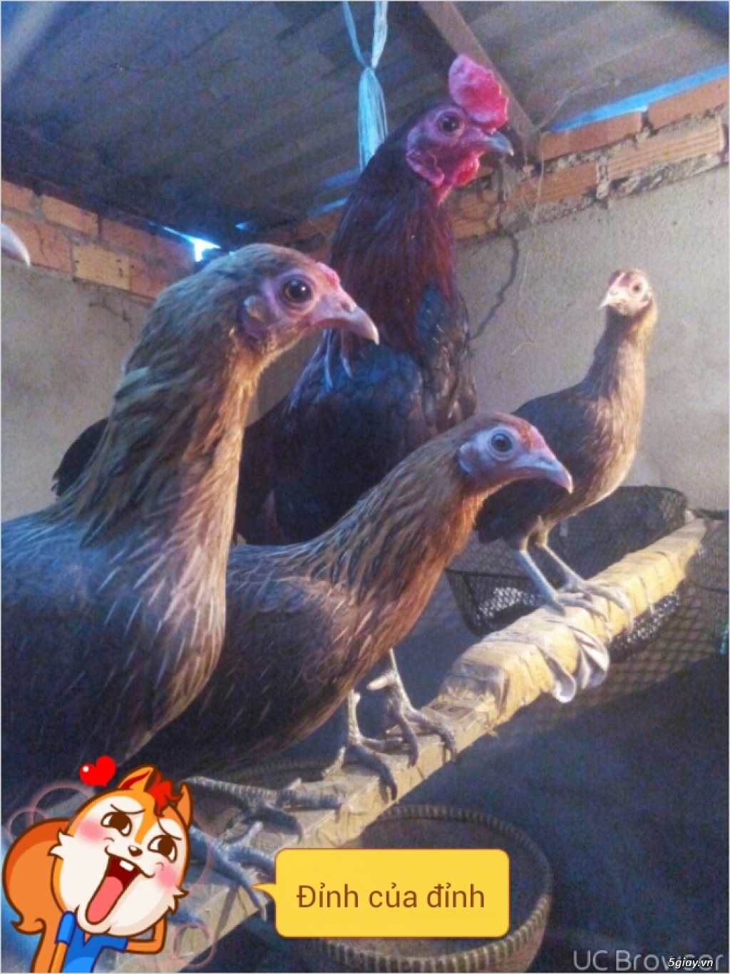 Bán gà tre asil lai mỹ,gà jap lai mỹ và gà noi peru,gà jap, gà asil,jap lai mỹ - 13