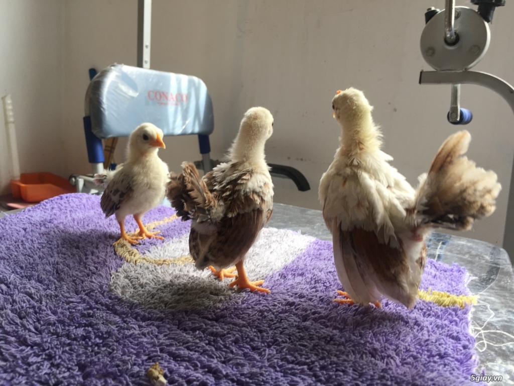 Bán gà Serama Class A, &  gà vảy cá giá sinh viên rẻ - 10