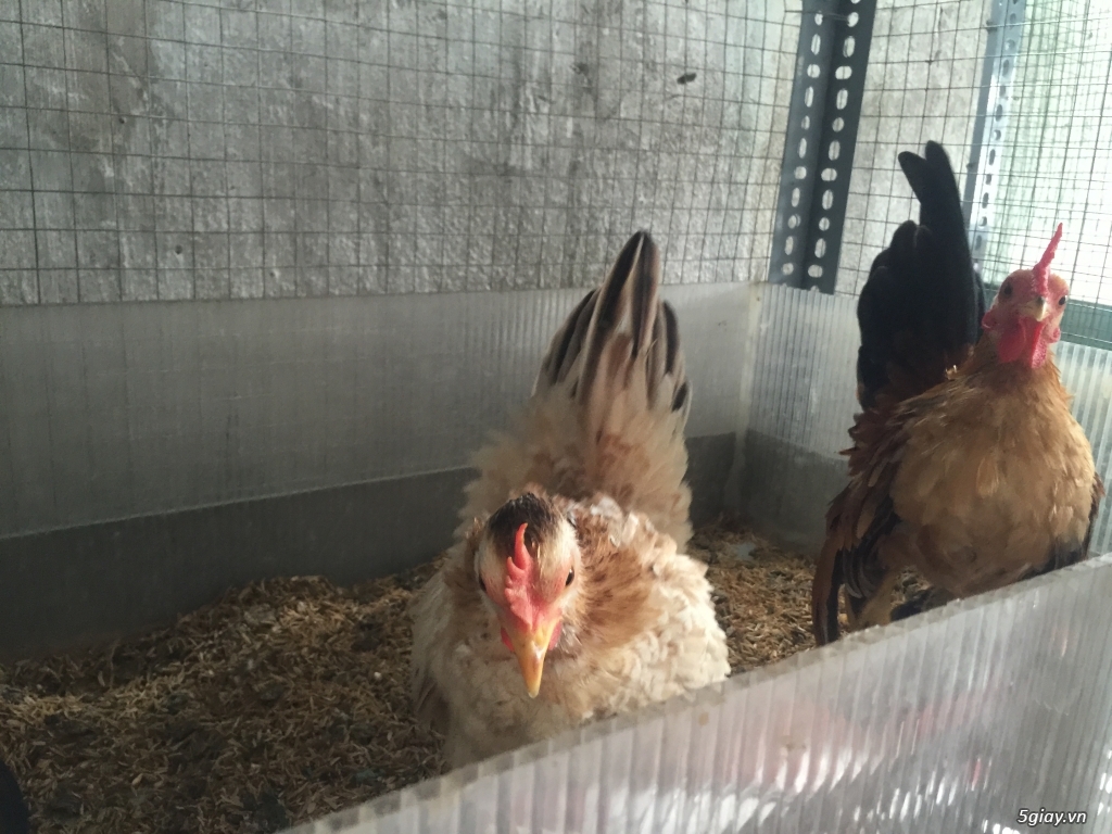 Bán gà Serama Class A, &  gà vảy cá giá sinh viên rẻ - 3