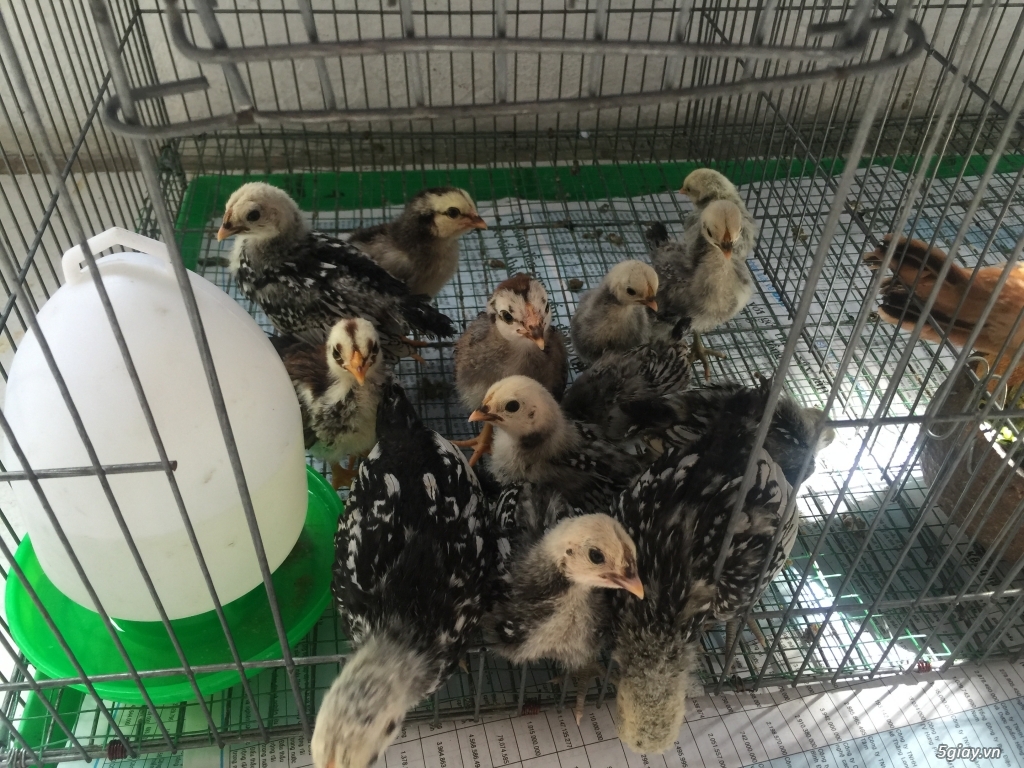 Bán gà Serama Class A, &  gà vảy cá giá sinh viên rẻ - 6