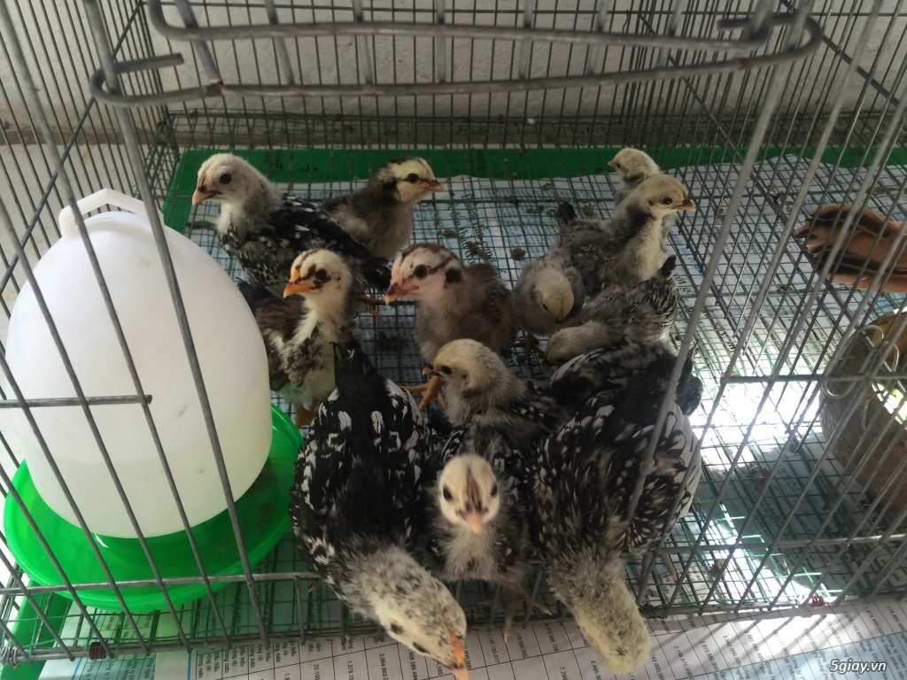 Bán gà Serama Class A, &  gà vảy cá giá sinh viên rẻ - 8