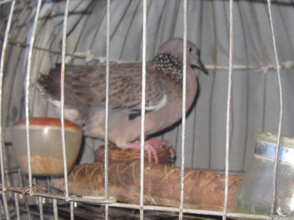 1001 câu hỏi - kinh nghiệm nuôi chim cu gáy - ProAct Blog