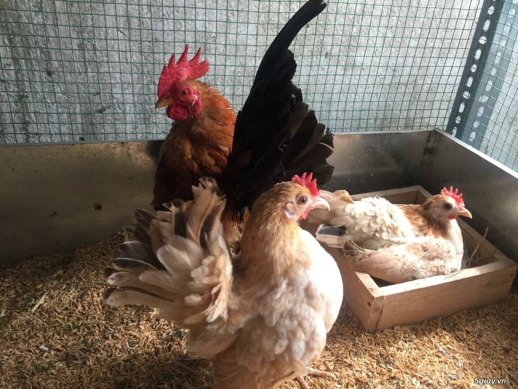 Bán gà Serama Class A, &  gà vảy cá giá sinh viên rẻ - 9