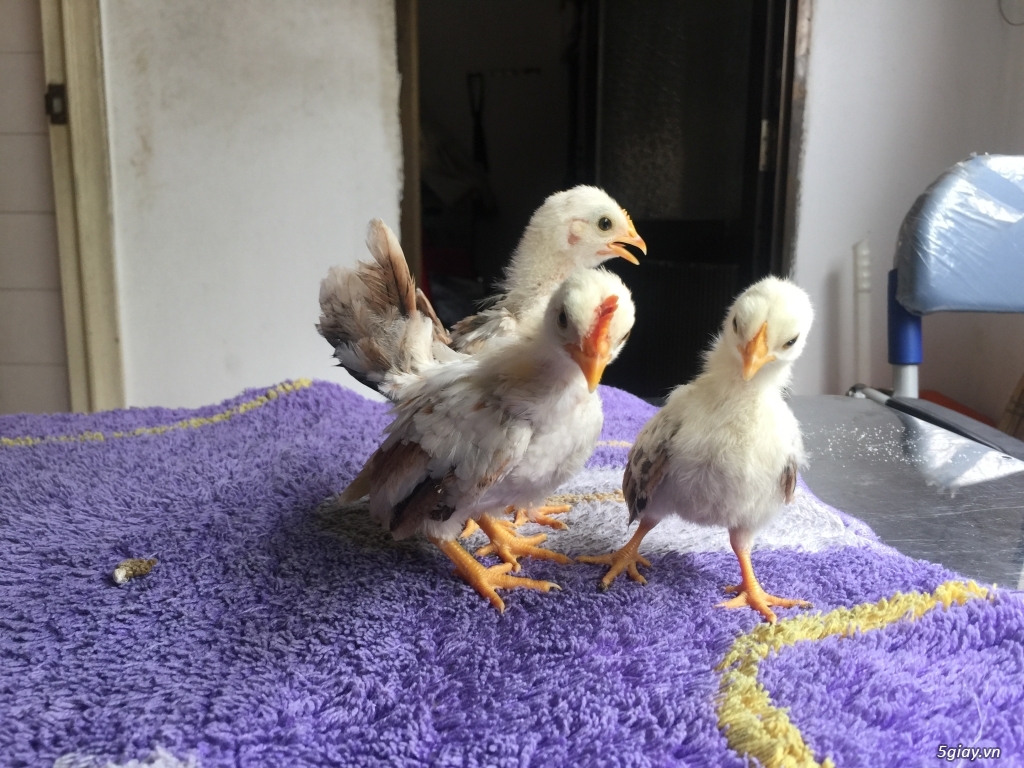 Bán gà Serama Class A, &  gà vảy cá giá sinh viên rẻ