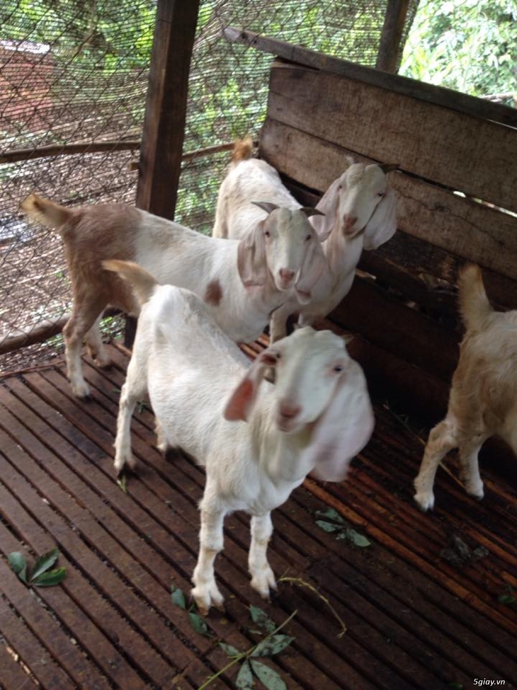 ĐẶC SẢN DÊ TƯƠI BÁCH THẢO LONG KHÁNH - 6