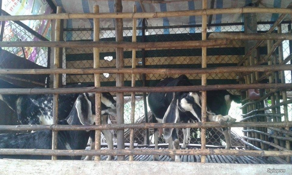 ĐẶC SẢN DÊ TƯƠI BÁCH THẢO LONG KHÁNH - 4