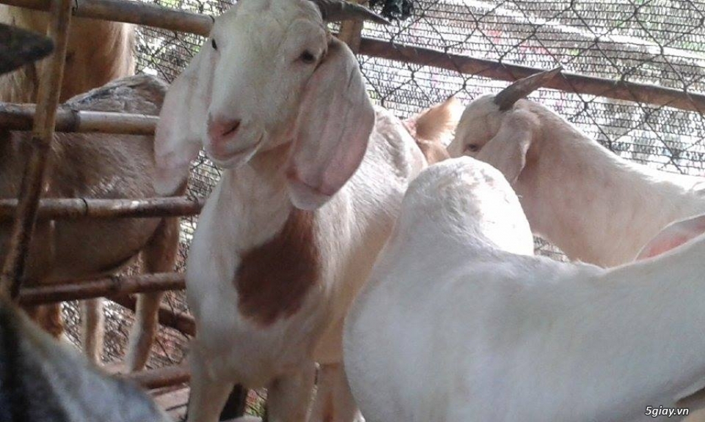 ĐẶC SẢN DÊ TƯƠI BÁCH THẢO LONG KHÁNH - 2