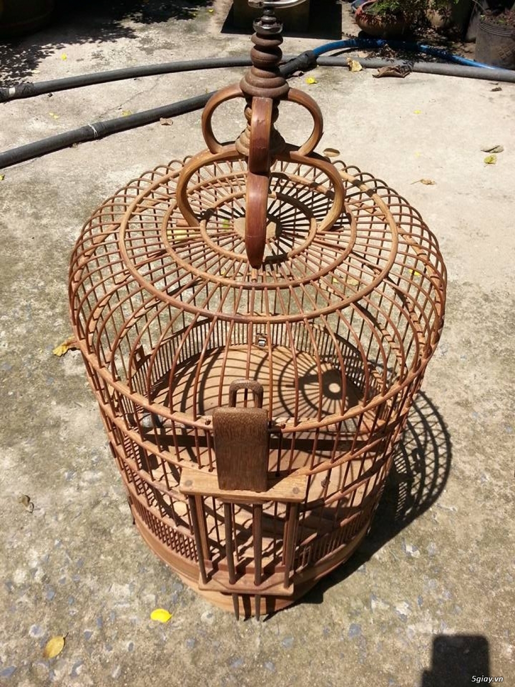 Họa mi 3 mùa và 1,5 mùa cần bán - 1