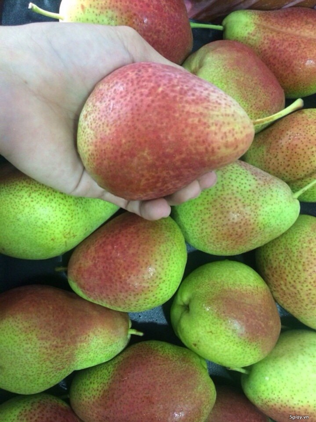 Funny Fruits_ Gian hàng trái cây nhập khẩu (Cherry, Kiwi NZ, Táo Nz/USA, Nho Mỹ/Nam Phi...) - 7