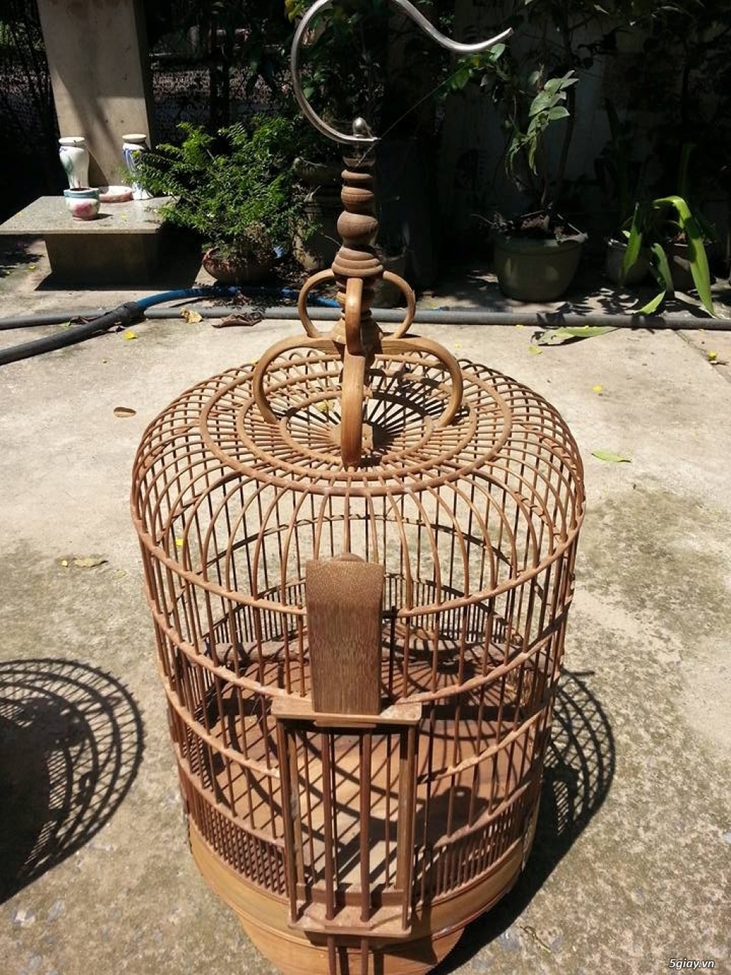 Họa mi 3 mùa và 1,5 mùa cần bán - 2