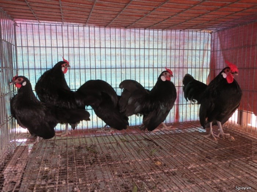 Trại gà kiểng gồm các giống gà ngoại nhập: Serama,Rosecomo,Ba Lan Sư Tử,Phoenix,Sikie,Vảy cá,gà Thái - 22
