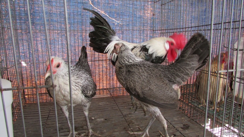 Trang Trại gà Serama THỦ ĐỨC - CHUYÊN SERAMA - và rất nhìu loại gà khác - 33
