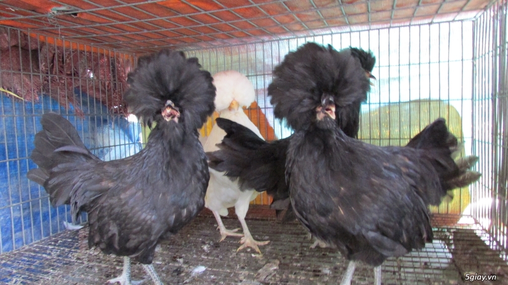 Trại gà kiểng gồm các giống gà ngoại nhập: Serama,Rosecomo,Ba Lan Sư Tử,Phoenix,Sikie,Vảy cá,gà Thái - 36