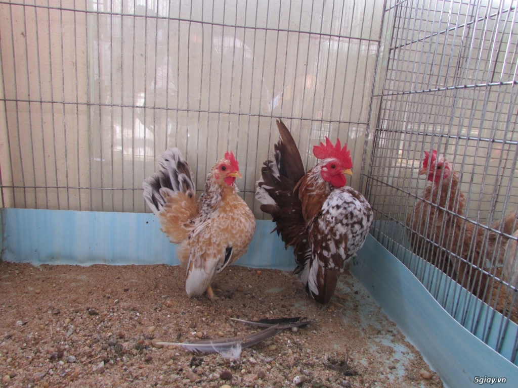 Trang Trại gà Serama THỦ ĐỨC - CHUYÊN SERAMA - và rất nhìu loại gà khác - 23