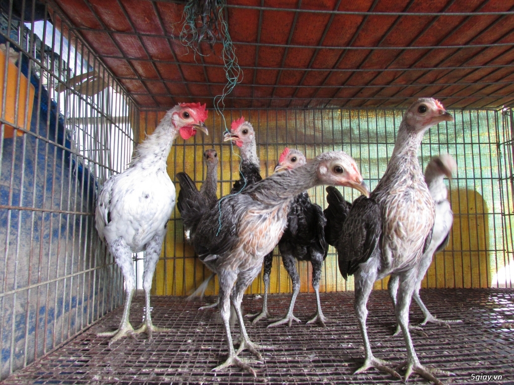 Trang Trại gà Serama THỦ ĐỨC - CHUYÊN SERAMA - và rất nhìu loại gà khác - 35