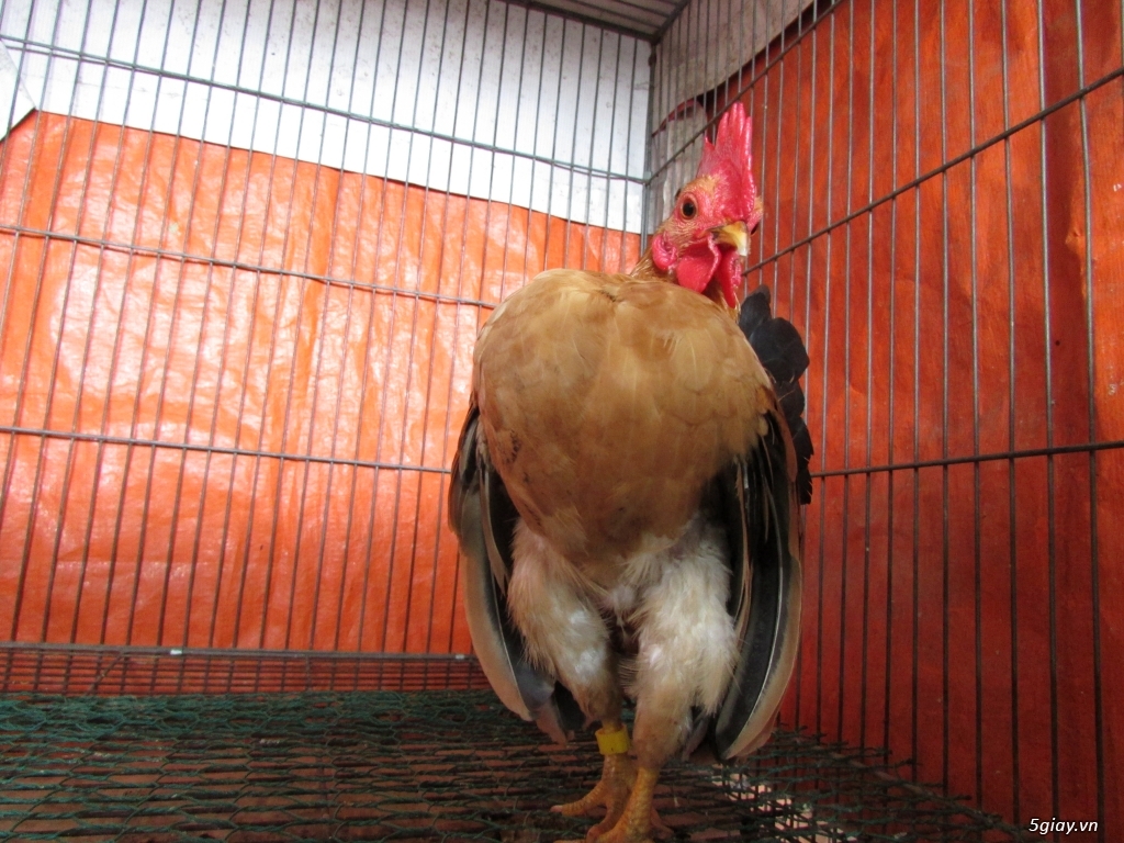 Trang Trại gà Serama THỦ ĐỨC - CHUYÊN SERAMA - và rất nhìu loại gà khác - 20