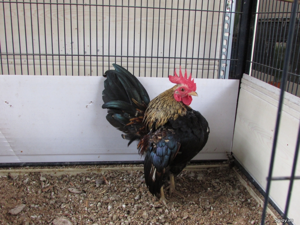 Trang Trại gà Serama THỦ ĐỨC - CHUYÊN SERAMA - và rất nhìu loại gà khác - 13