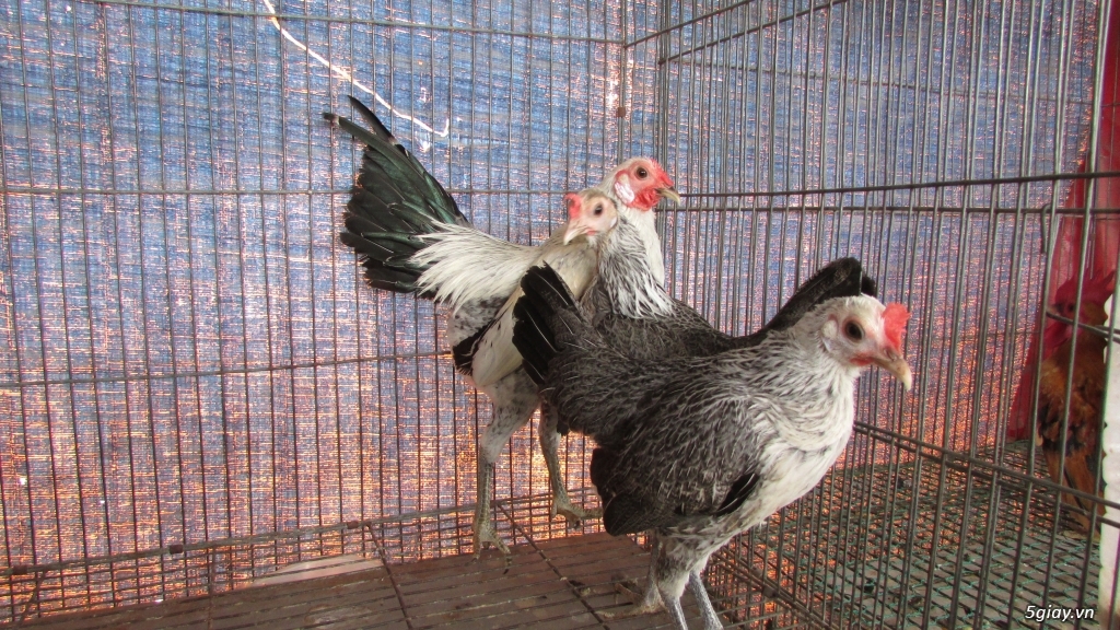 Trang Trại gà Serama THỦ ĐỨC - CHUYÊN SERAMA - và rất nhìu loại gà khác - 36