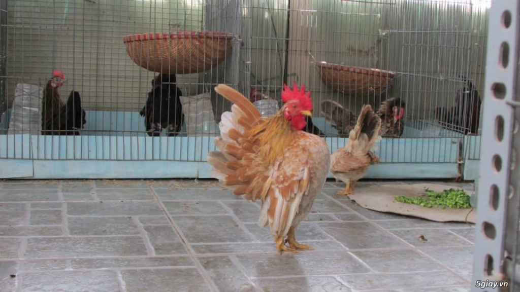 Trại gà kiểng gồm các giống gà ngoại nhập: Serama,Rosecomo,Ba Lan Sư Tử,Phoenix,Sikie,Vảy cá,gà Thái - 7