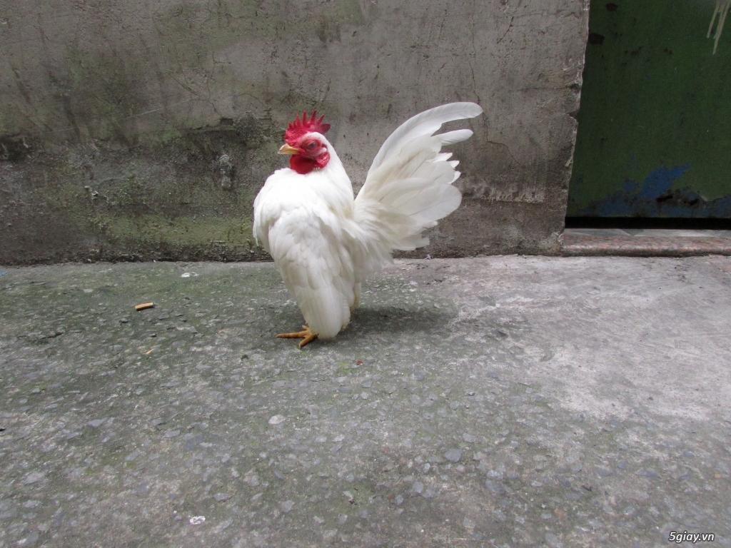 Trang Trại gà Serama THỦ ĐỨC - CHUYÊN SERAMA - và rất nhìu loại gà khác - 22