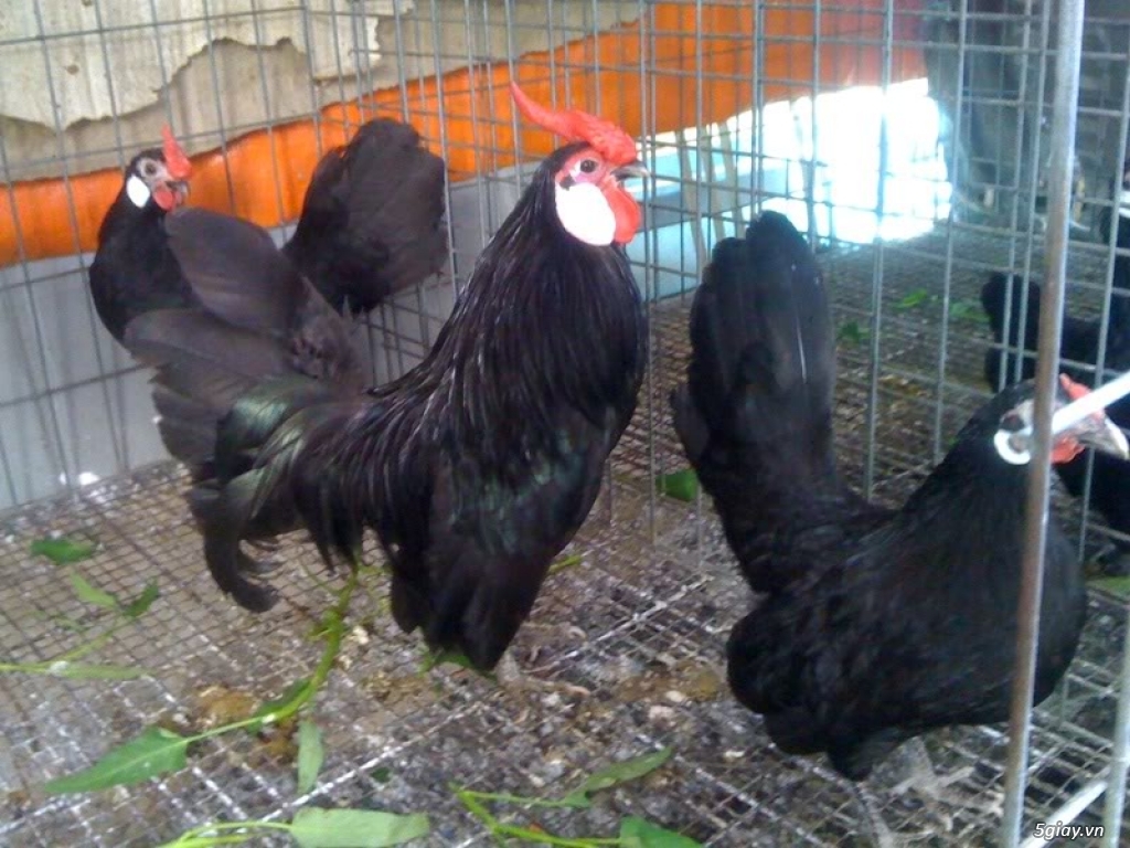 Trại gà kiểng gồm các giống gà ngoại nhập: Serama,Rosecomo,Ba Lan Sư Tử,Phoenix,Sikie,Vảy cá,gà Thái - 23