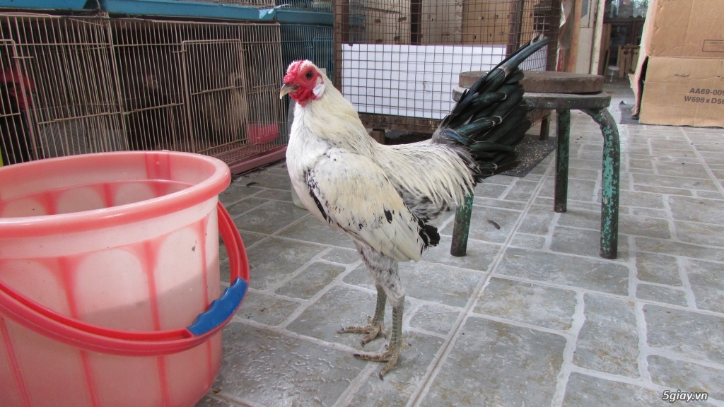 Trang Trại gà Serama THỦ ĐỨC - CHUYÊN SERAMA - và rất nhìu loại gà khác - 34