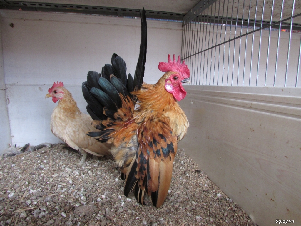 Trại gà kiểng gồm các giống gà ngoại nhập: Serama,Rosecomo,Ba Lan Sư Tử,Phoenix,Sikie,Vảy cá,gà Thái - 21