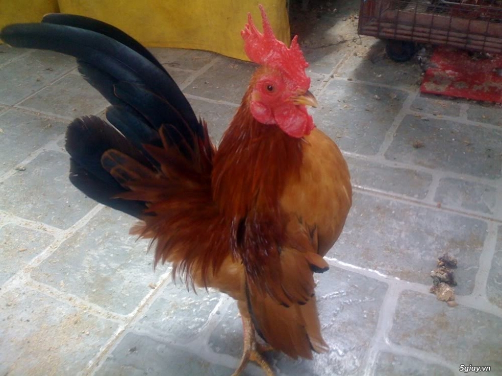 Trang Trại gà Serama THỦ ĐỨC - CHUYÊN SERAMA - và rất nhìu loại gà khác - 25