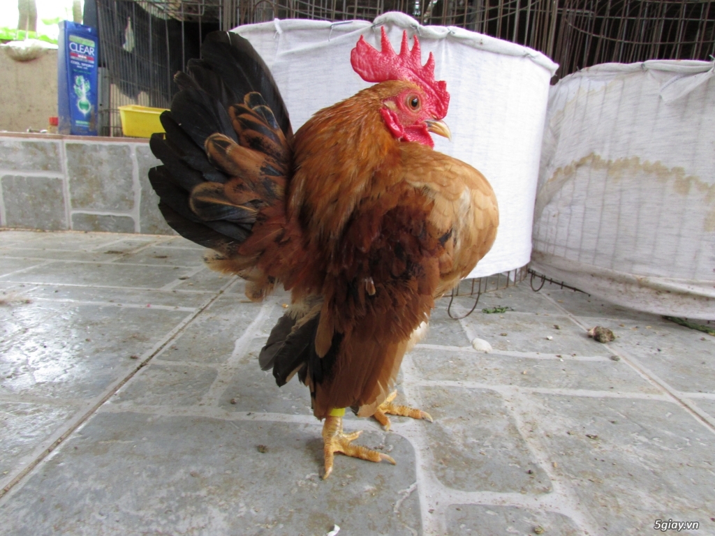 Trang Trại gà Serama THỦ ĐỨC - CHUYÊN SERAMA - và rất nhìu loại gà khác - 14