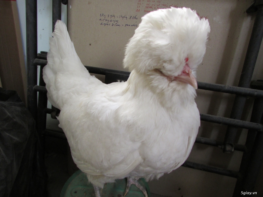 Trang Trại gà Serama THỦ ĐỨC - CHUYÊN SERAMA - và rất nhìu loại gà khác - 41