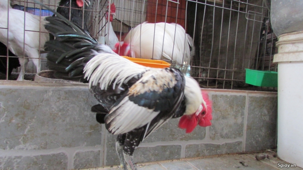 Trang Trại gà Serama THỦ ĐỨC - CHUYÊN SERAMA - và rất nhìu loại gà khác - 32