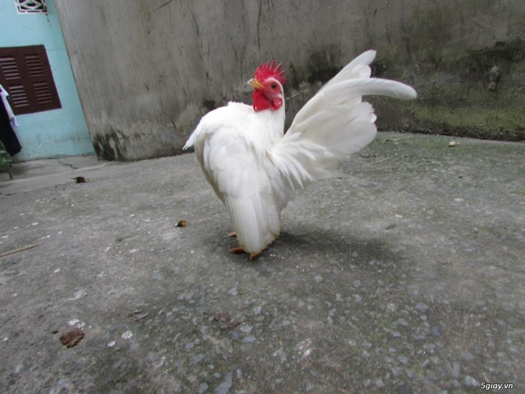 Trang Trại gà Serama THỦ ĐỨC - CHUYÊN SERAMA - và rất nhìu loại gà khác - 3