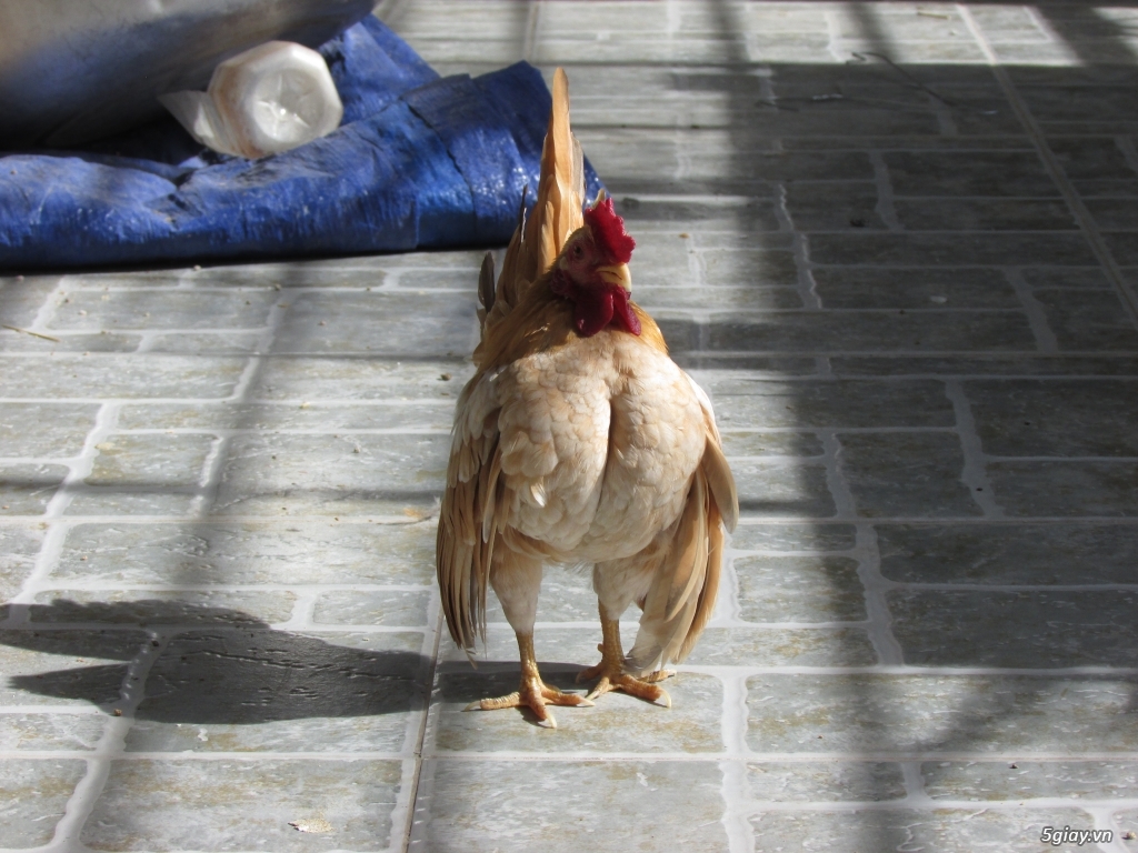 Trang Trại gà Serama THỦ ĐỨC - CHUYÊN SERAMA - và rất nhìu loại gà khác - 16