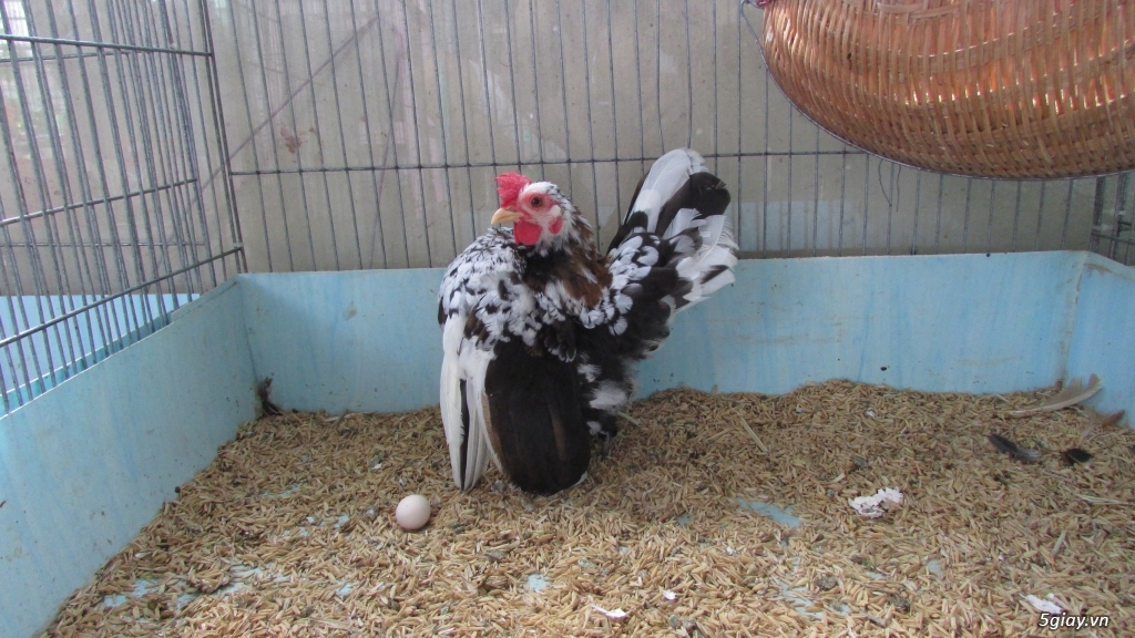 Trang Trại gà Serama THỦ ĐỨC - CHUYÊN SERAMA - và rất nhìu loại gà khác - 21