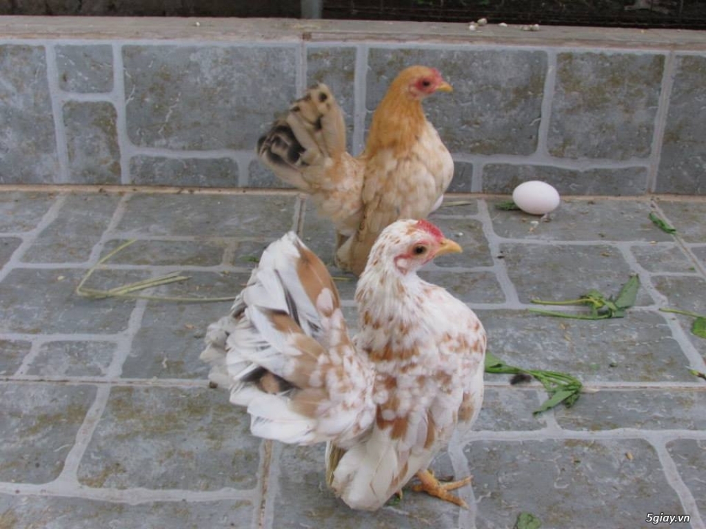 Trại gà kiểng gồm các giống gà ngoại nhập: Serama,Rosecomo,Ba Lan Sư Tử,Phoenix,Sikie,Vảy cá,gà Thái - 13