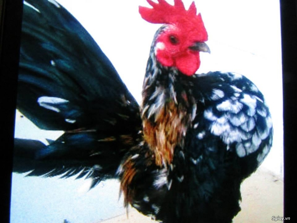 Trại gà kiểng gồm các giống gà ngoại nhập: Serama,Rosecomo,Ba Lan Sư Tử,Phoenix,Sikie,Vảy cá,gà Thái - 12